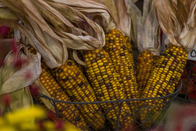 Stock Image: corn harvest october