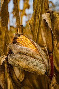 Stock Image: Corncob on a Field