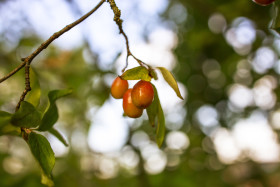 Stock Image: Cornelian cherry, European cornel or dogwood