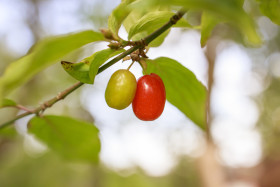 Stock Image: Cornelian cherry, European cornel or dogwood
