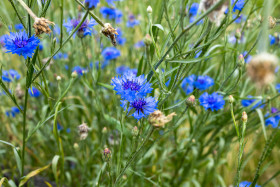 Stock Image: Cornflower Background