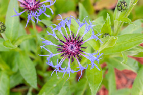 Stock Image: Cornflower blooming background