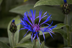 Stock Image: cornflower centaurea cyanus