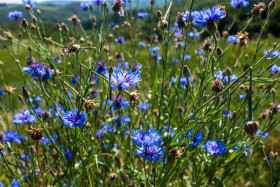 Stock Image: Cornflowers Flowerbed