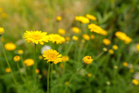 Stock Image: Cota tinctoria, the golden marguerite, yellow chamomile, or oxeye chamomile