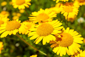 Stock Image: Cota tinctoria, the golden marguerite, yellow chamomile, or oxeye chamomile