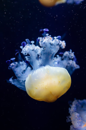 Stock Image: Cotylorhiza tuberculata also known as the Mediterranean jellyfish, Mediterranean jelly or fried egg jellyfish