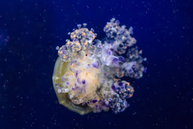 Stock Image: Cotylorhiza tuberculata in the Mediterranean Sea