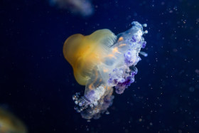 Stock Image: Cotylorhiza tuberculata is a species of jellyfish, of the phylum Cnidaria.