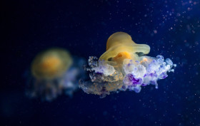 Stock Image: Cotylorhiza tuberculata jellyfish