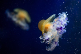 Stock Image: Cotylorhiza tuberculata, Mediterranean jellyfish, Mediterranean jelly or fried egg jellyfish