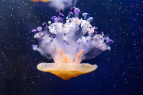 Stock Image: Cotylorhiza tuberculata or fried egg jellyfish