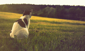 Stock Image: cow cat