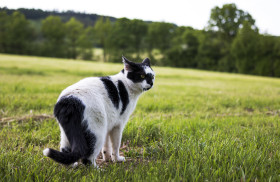 Stock Image: cow cat on field