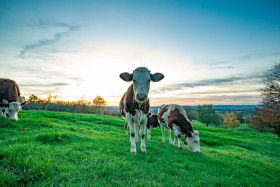 Stock Image: Cow in a meadow looks at the camera