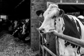 Stock Image: cow in the stable