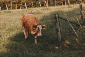 Stock Image: cow on a farm