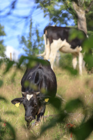 Stock Image: Cow on meadow