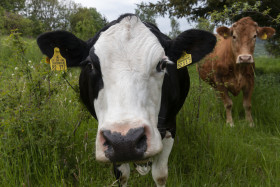Stock Image: cow portrait