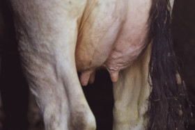 Stock Image: Cow udder