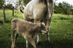 Stock Image: cow with calf