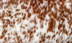 Stock Image: Cowhide Texture