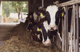 Stock Image: cows in the stable