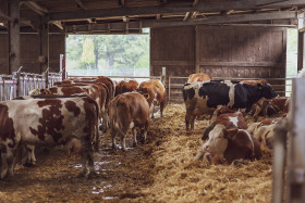 Stock Image: Cows in the stable of a oranic farm