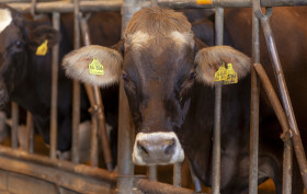 Stock Image: cows on a german farm in a stable