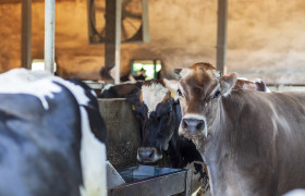 Stock Image: cows on a german farm in a stable