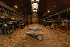 Stock Image: cowshed