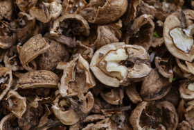 Stock Image: cracked walnuts background