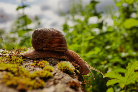 Stock Image: Creeping snail