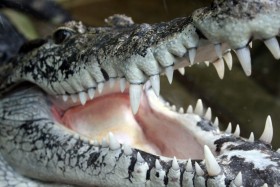 Stock Image: crocodile