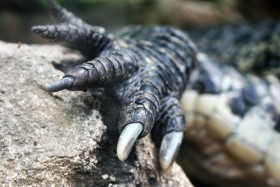 Stock Image: crocodile claw