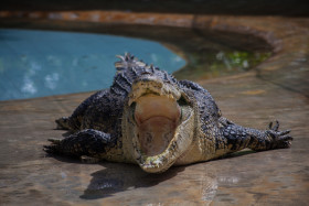 Stock Image: crocodile wide open mouth