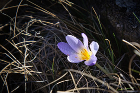 Stock Image: Crocus