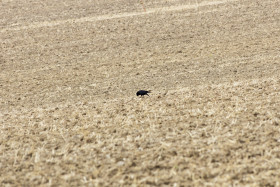 Stock Image: Crow on a harvested field in summer