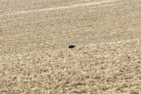 Stock Image: Crow on a harvested field in summer