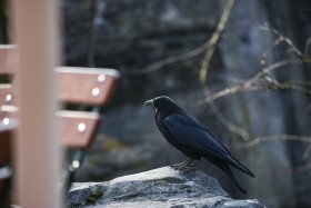Stock Image: crow on a rock in a park