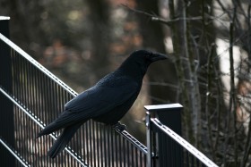 Stock Image: crow on metal fence