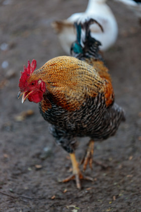 Stock Image: Crowing cock