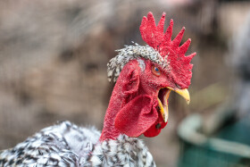 Stock Image: Crowing rooster