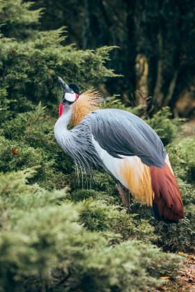 Stock Image: Crowned Crane