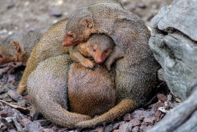 Stock Image: Cuddling Helogale group