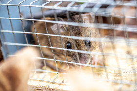 Stock Image: Cught mouse in a live mouse trap