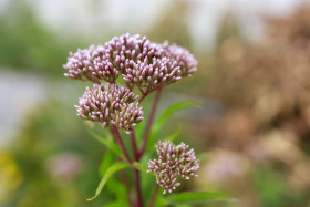 Stock Image: Curative flower Eupatorium cannabinum blooming