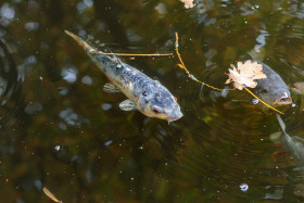 Stock Image: Curious fish in a pond