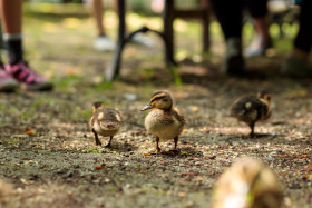 Stock Image: Curious little ducklings playing with children