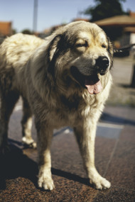Stock Image: cute big dog in the city